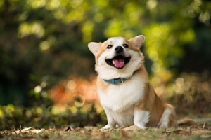 旅籠彩くら/SAKURA別邸thepoolvilla