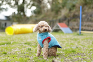 レジーナリゾート富士