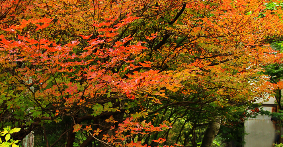 紅葉